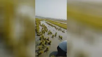 تولیدی نشابرنج