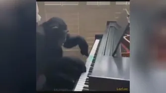 ویس لری🤣🤣
