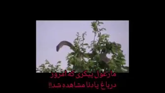 ماری در پادنا از پای کوه های دنا