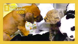 دوستی‌های غیرمنتظره حیوانات — قسمت کامل: توله‌ی یوزپلنگ و عشقِ توله‌سگ | Nat Geo Kids