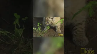 قلبم آب شد! بچه‌های بوبکتِ دوست‌داشتنی 😻