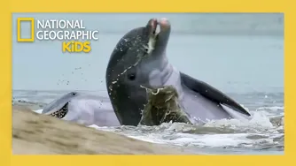 Born to be WILD! 😜 | Full Episode | @natgeokids