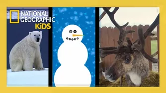 فصل جشن‌ها! کلیپ‌های خنده‌دار تعطیلات — مجموعهٔ ویژهٔ Nat Geo Kids