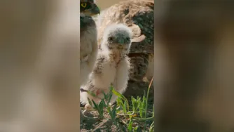 30 seconds of baby burrowing owlets 🦉 | @natgeokids
