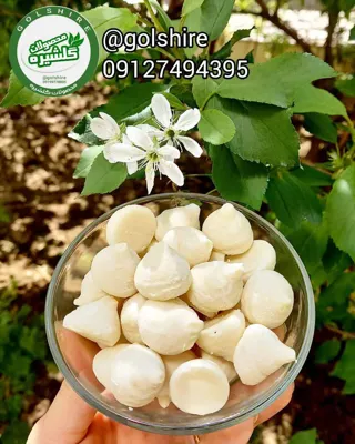 بهترین متخصص طب سنتی در قم