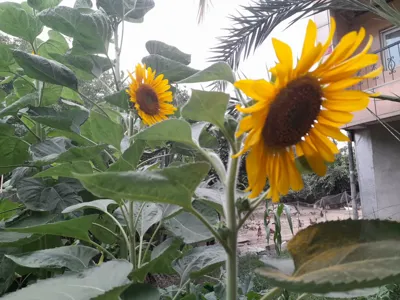 اقامتگاه بوم گردی حاج ملک آمل