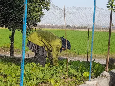 اقامتگاه بوم گردی حاج ملک آمل