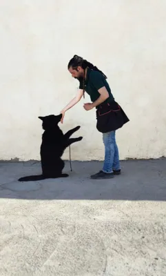 مربی سگ در تهران&nbsp;