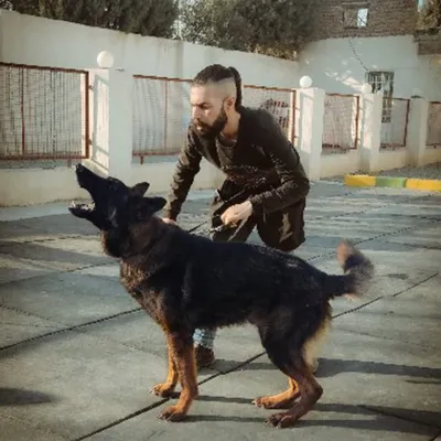 مربی سگ در غرب تهران&nbsp;