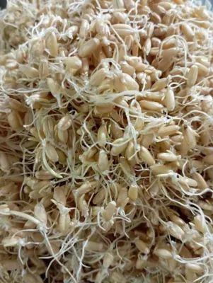 جوانه گندم