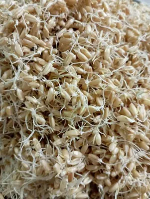 صابون&nbsp; گیاهی