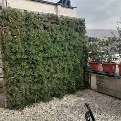 باغچه كارى حياط و ويلا در تهران
