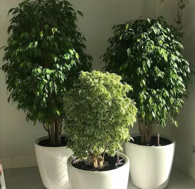 باغچه كارى و گلكارى حياط در تهران 
