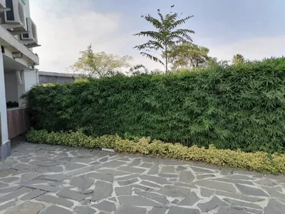 گل كارى حياط در تهران 
