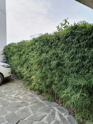 طراحى و اجراى باغچه حياط در تهران 