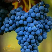 انگور شانی تره بار مرکزی تهران