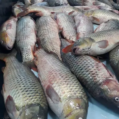 ماهی دریای مازندران&nbsp;