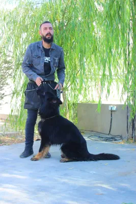 آموزش دستشویی سگ تهران