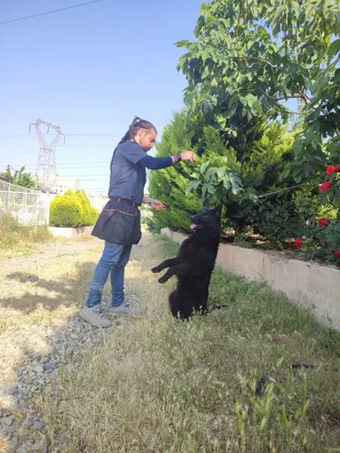 مربی سگ خانگی شمال تهران&nbsp;