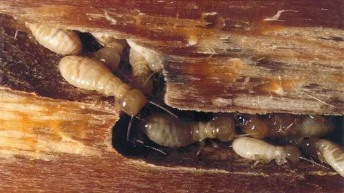 سم پاشی خانگی در اصفهان