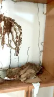 سم پاشی شرکت در اصفهان