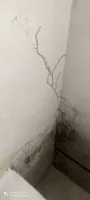 سم پاشی شرکت در اصفهان