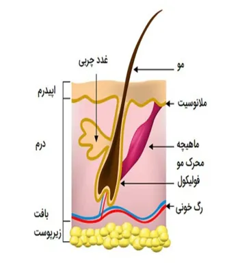 آناتومی پوست صورت