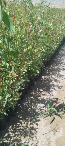 نهال پسته در مهریز یزد