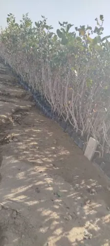 خرید نهال پسته در یزد