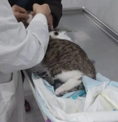 بهترین کلینیک دامپزشکی در رودهن