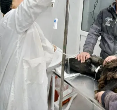 کلینیک دامپزشکی رودهن