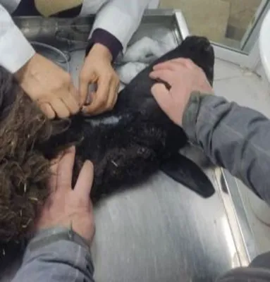 کلینیک دامپزشکی در رودهن