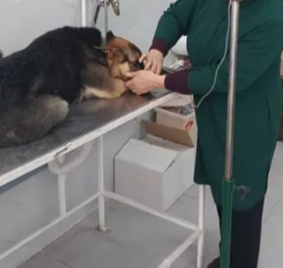 کلینیک دامپزشکی حیوانات در رودهن