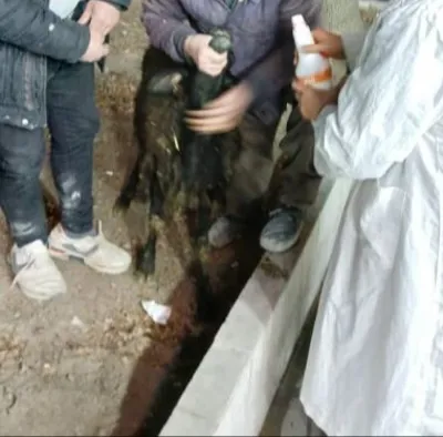 بهترین کلینیک دامپزشکی رودهن