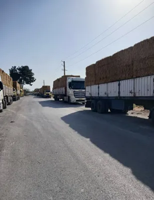 قارچ ملارد : خريد كاه ، فروش كمپوست و فروش قارچ