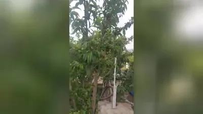https://enama.ir/videos/5770334
