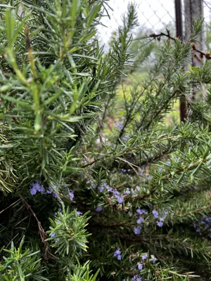 اقامتگاه سنتی شهرستان بهشهر