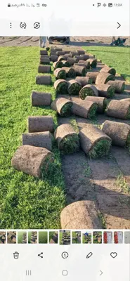 چمن طبیعی در اصفهان