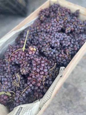 میوه برای کارخانه و تولیدی