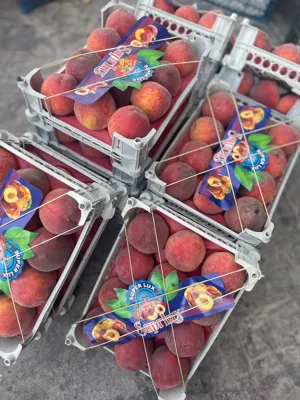 میوه برای کارخانه و تولیدی