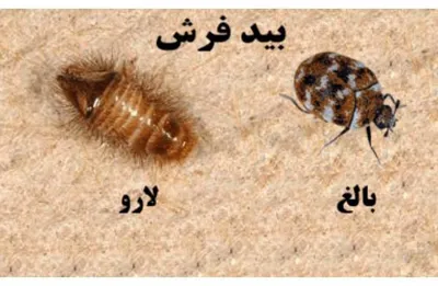 راحتسرای مهر آریا