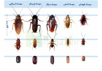 راحتسرای مهر آریا