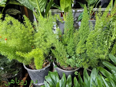 سرای گل نسترن
