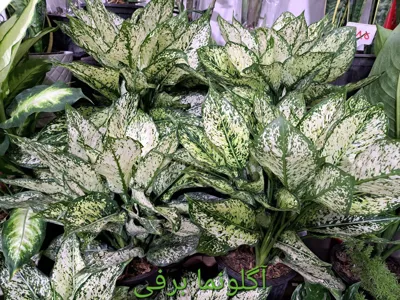 سرای گل نسترن