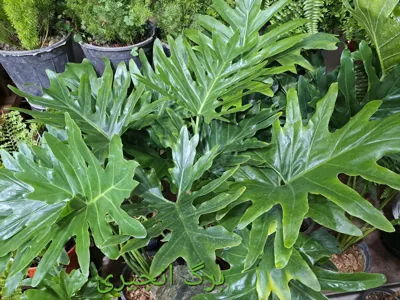 سرای گل نسترن