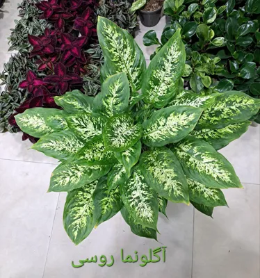 سرای گل نسترن