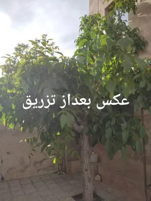 مایع ارگانیک 11 عنصری نوترینو