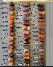 نیما اسکندری 