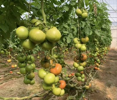 ترخیص کالا در گمرک لطف آباد