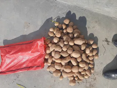 ترخیص کالا در گمرک لطف آباد